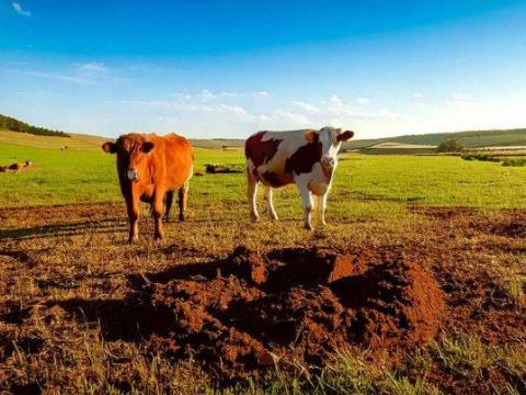 Szerves trágya, marhatrágya Szerves trágya, marhatrágya