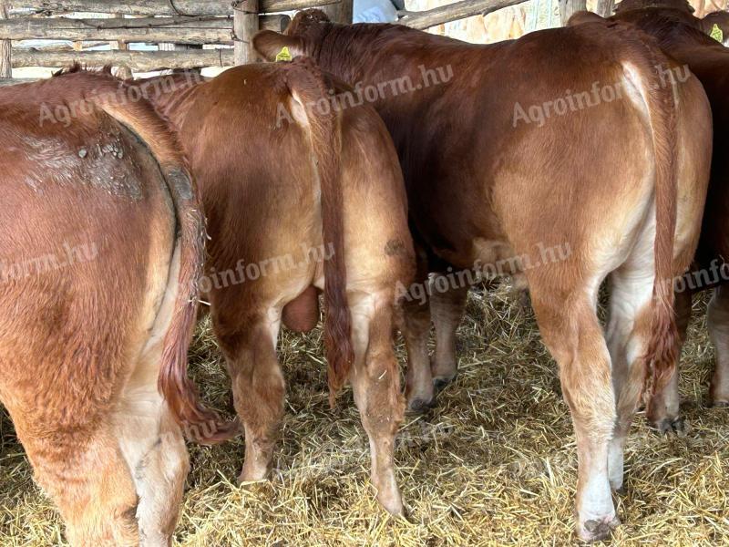 Limousin tenyészbika