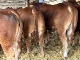 Limousin tenyészbika