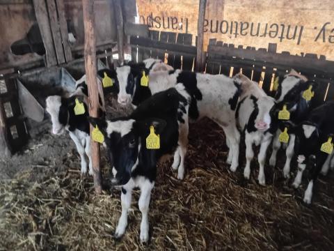 7 db Holstein fríz üsző borjú eladó 7 db Holstein fríz üsző borjú eladó