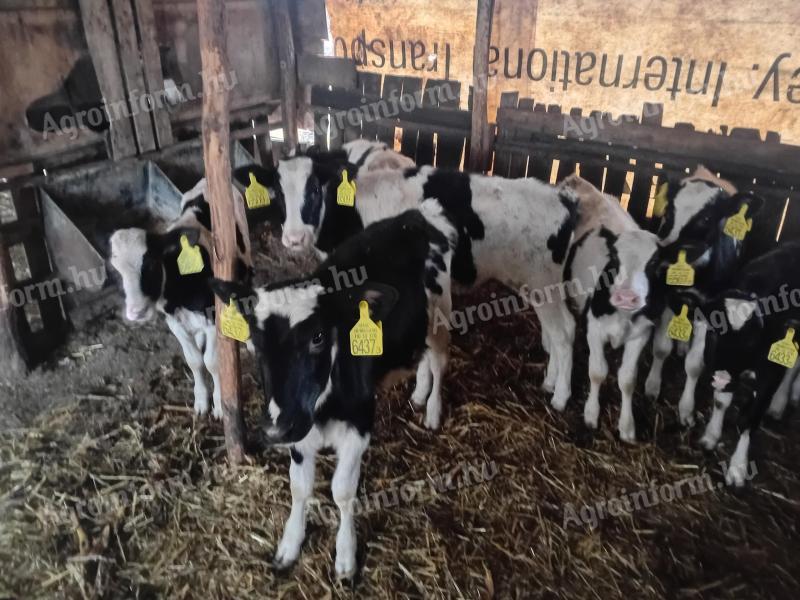 7 db Holstein fríz üsző borjú eladó