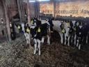 7 db Holstein fríz üsző borjú eladó