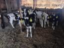 7 db Holstein fríz üsző borjú eladó