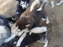 Husky jellegű kölykök
