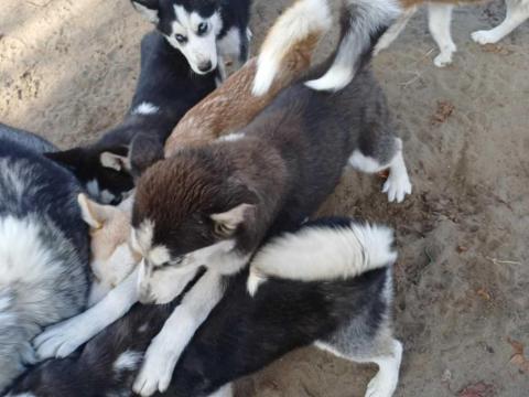 Husky jellegű kölykök Husky jellegű kölykök