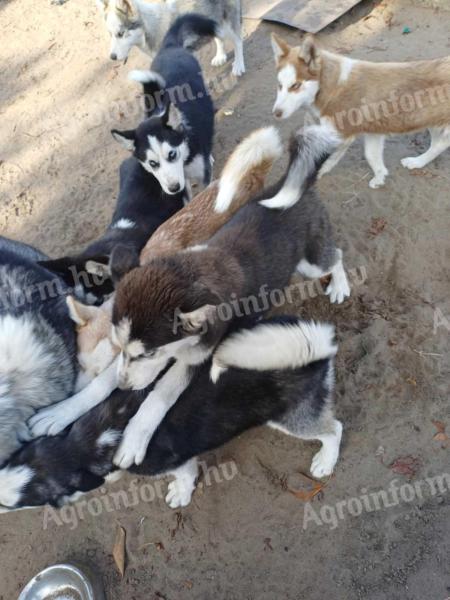 Husky jellegű kölykök