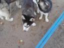 Husky jellegű kölykök