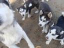 Husky jellegű kölykök