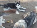 Husky jellegű kölykök