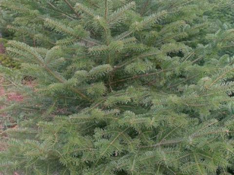 Kolorádó jegenyefenyő eladó