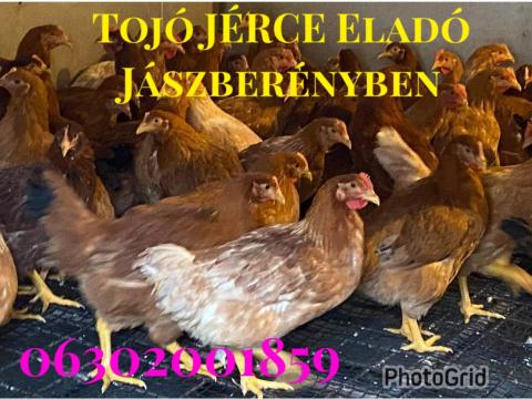 Eladó JÉRCE baromfi tyúk csirke Eladó JÉRCE baromfi tyúk csirke