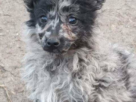 Mudi fajtajellegű kiskutyák Mudi fajtajellegű kiskutyák