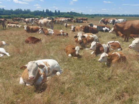 Àllatgondozo Àllatgondozo