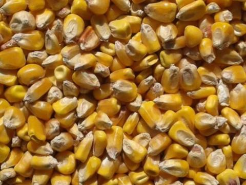 Takarmánykukorica eladó