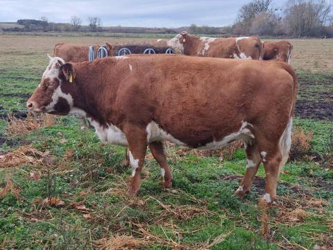 Magyartarka tehenek eladók – húsmarha, vemhes