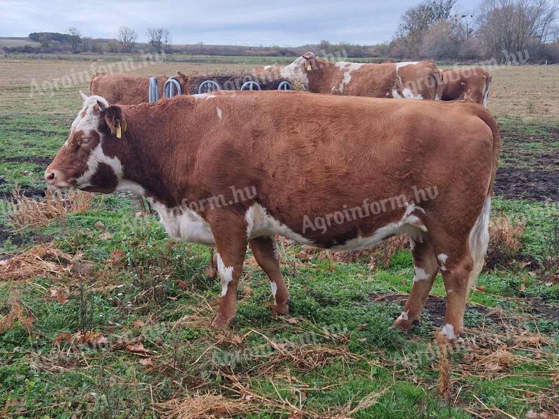 Magyartarka tehenek eladók – húsmarha, vemhes