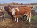Magyartarka tehenek eladók – húsmarha, vemhes
