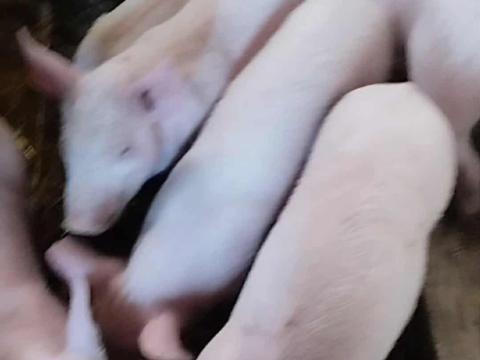 Eladó augusztus végén született választási malac Baracson