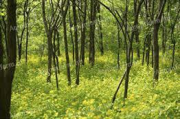 17 hektáros vágásérett akác erdő eladó Tolna megyében