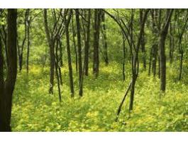 17 hektáros vágásérett akác erdő eladó Tolna megyében