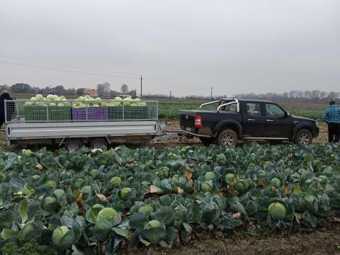 Káposzta eladó Káposzta eladó