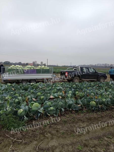 Káposzta eladó