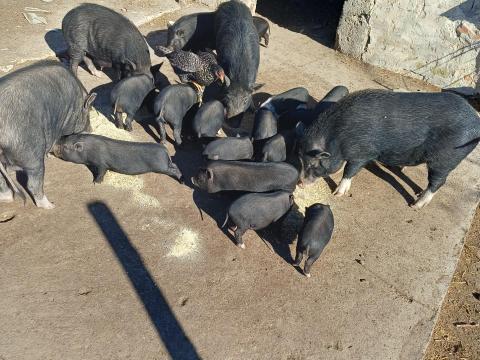 Eladó vietnámi csüngőhasú malacok