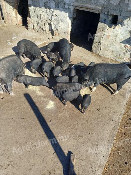 Eladó vietnámi csüngőhasú malacok