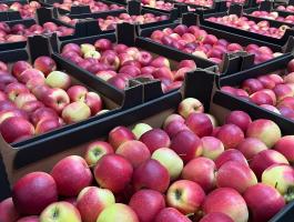 Friss almák nagy tételben Lengyelországból