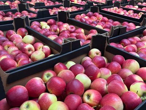 Friss almák nagy tételben Lengyelországból Friss almák nagy tételben Lengyelországból