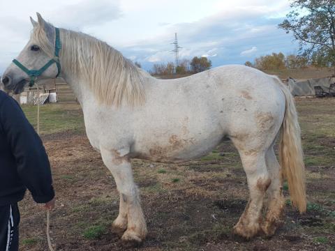 Eladó szürke hidegvérű kanca ló