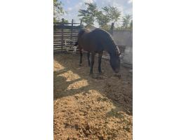 Eladó vemhes pej kanca ló