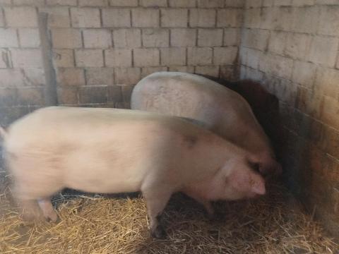 Sertés hízó disznó eladó