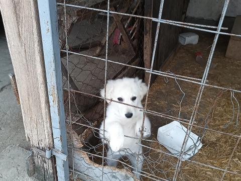 Kuvasz fajtajellegű szuka elvihető Kuvasz fajtajellegű szuka elvihető