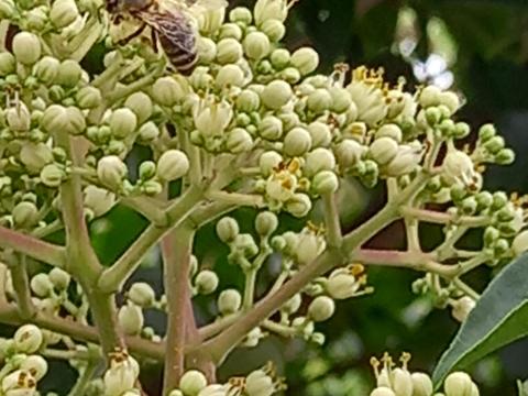 Evodiamag (mézelőfa) eladó Evodiamag (mézelőfa) eladó