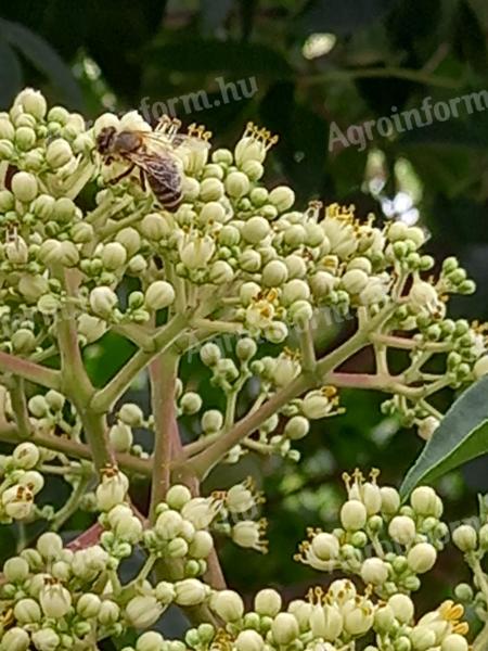 Evodiamag (mézelőfa) eladó