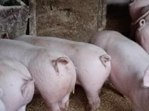 Húsjellegű sűldők eladó