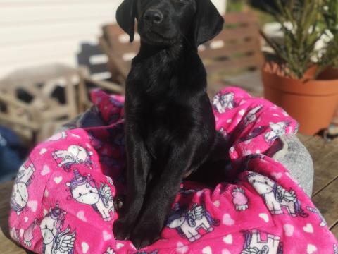 Labrador jellegű fekete szuka kiskutya gazdit keres Labrador jellegű fekete szuka kiskutya gazdit keres