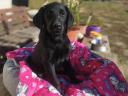 Labrador jellegű fekete szuka kiskutya gazdit keres