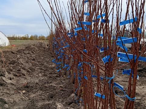 Gyümölcsfa oltványok eladók – vírusmentes, minőségi szaporítóanyag Gyümölcsfa oltványok eladók – vírusmentes, minőségi szaporítóanyag