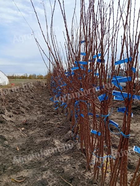 Gyümölcsfa oltványok eladók – vírusmentes, minőségi szaporítóanyag