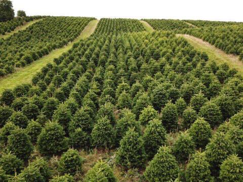 Dán prémium nordmann fenyő, ezüstfenyő, lucfenyő, karácsonyfa eladó, fenyőfa nagy mennyiségben