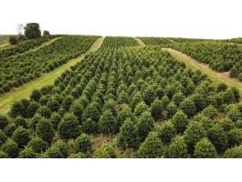 Dán prémium nordmann fenyő, ezüstfenyő, lucfenyő, karácsonyfa eladó, fenyőfa nagy mennyiségben