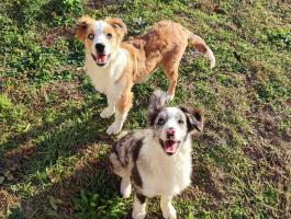 Border Collie gazdit keres