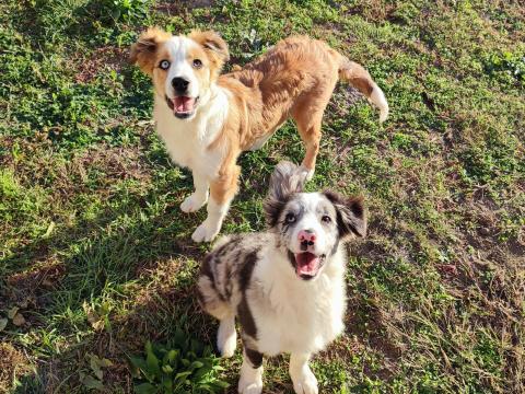 Border Collie gazdit keres Border Collie gazdit keres