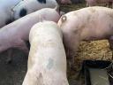 Hízók / Sertés – Minőségi hússertések eladók saját nevelésből, Pálmonostora