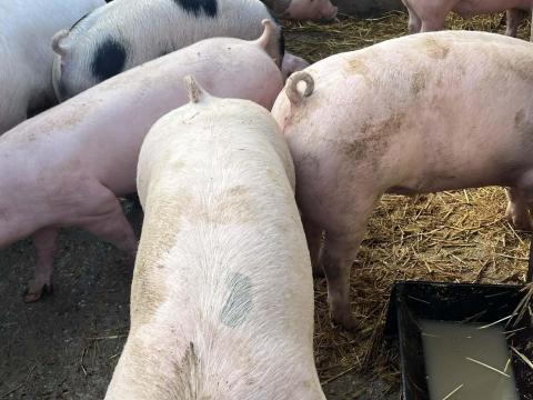 Hízók / Sertés – Minőségi hússertések eladók saját nevelésből, Pálmonostora