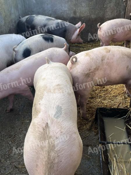 Hízók / Sertés – Minőségi hússertések eladók saját nevelésből, Pálmonostora