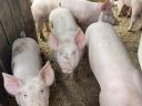 Hízók / Sertés – Minőségi hússertések eladók saját nevelésből, Pálmonostora