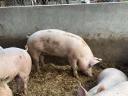 Hízók / Sertés – Minőségi hússertések eladók saját nevelésből, Pálmonostora